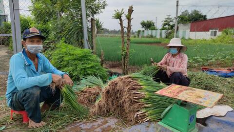 Giá nhiều loại rau củ quả giảm mạnh