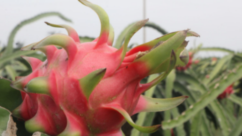 Long An: Tìm giải pháp tốt nhất giúp người dân thu hoạch, tiêu thụ thanh long