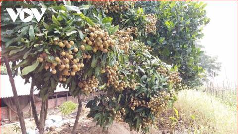 Nhiều loại trái cây đặc sản khó tiêu thụ, rớt giá