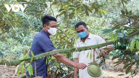 Sầu riêng Đắk Lắk được mùa nhưng lại "bí" đầu ra do dịch bệnh