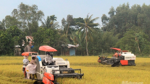 Bộ NN&PTNT đề xuất Chính phủ hỗ trợ mua dự trữ lúa hè thu