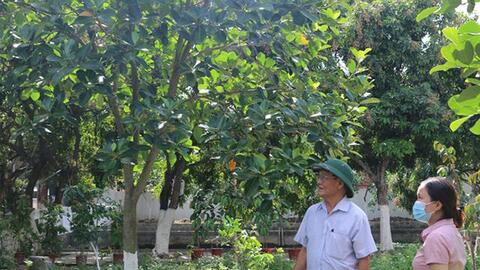 Cải tạo vườn hộ, xây dựng vườn mẫu gắn với xây dựng NTM ở huyện Hoằng Hóa