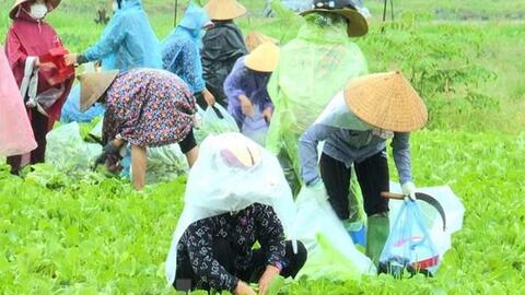 Tăng quy mô sản xuất, sẵn sàng cung ứng thực phẩm cho phía Nam