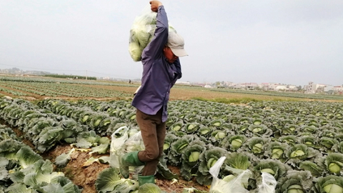 Tính xa để đảm bảo thực phẩm trong và sau dịch Covid-19