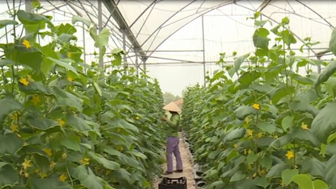 Sản xuất nông nghiệp ứng dụng công nghệ viễn thám ở Hà Nội
