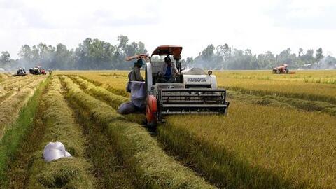 Hơn 700.000ha lúa miền Tây chín rục, trái cây rẻ bèo thiếu người mua, gỡ gấp cách nào?