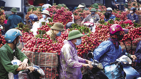 Tiêu thụ vải thiều giữa mùa dịch: Không còn là giải cứu!