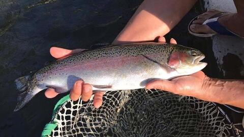 Cá hồi Sa Pa lại "mất giá" vì dịch bệnh