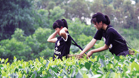 Giấc mơ chè Xuân Lương