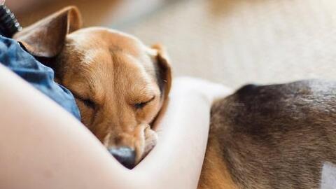 Sự thật về chó, mèo nuôi ở nhà làm lây nhiễm Covid-19