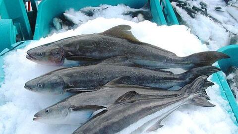 Cá bớp và cá mú giảm giá mạnh