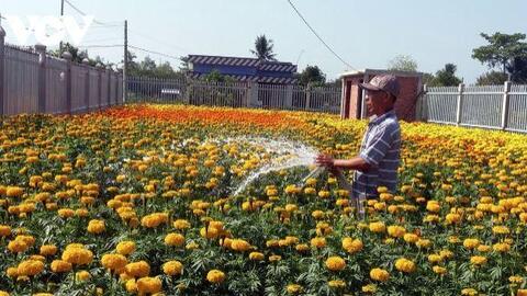 Bến Tre khuyến cáo nông dân giảm diện tích trồng hoa Tết