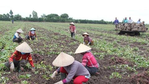 Vĩnh Long đang cần bán 27.000 tấn khoai lang tím