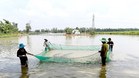 Miền Tây ngóng mùa nước nổi