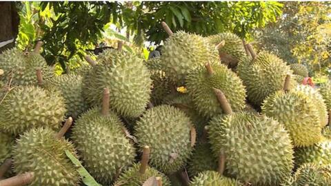 Nhật Bản nâng mức kiểm tra đối với sầu riêng Việt Nam