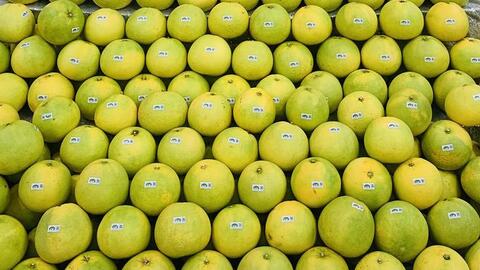 Hà Tĩnh tìm cách tiêu thụ 20.000 tấn bưởi Phúc Trạch