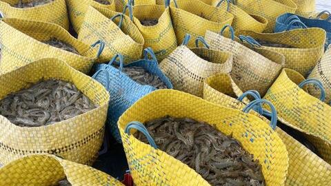 Giải cứu ngành tôm trước nguy cơ đứt gãy chuỗi cung ứng