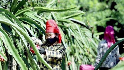 Thanh long Việt Nam còn nhiều lợi thế trên thị trường quốc tế