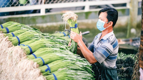 Cần Thơ - Nhiều kênh hỗ trợ hợp tác xã tiêu thụ nông sản