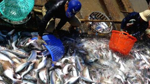 "Mở đường bơi" giúp nông dân tiêu thụ cá quá lứa