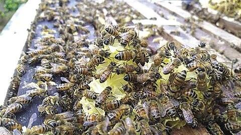 Người gắn cả cuộc đời với đàn ong