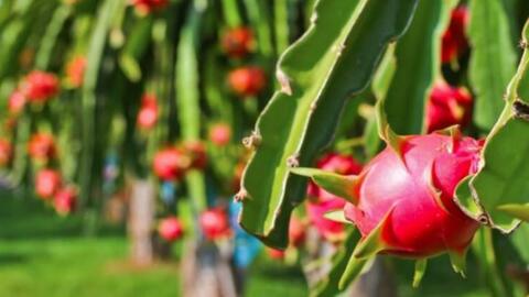 Gần 100% thanh long nhập khẩu vào Trung Quốc là từ Việt Nam