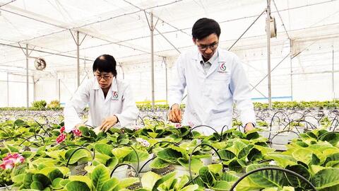 Phú Yên triển khai kế hoạch thực hiện phát triển công nghiệp sinh học ngành nông nghiệp đến năm 2030