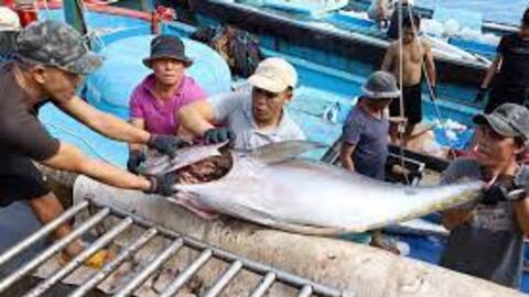 Việt Nam vượt Thái Lan thành nguồn cung cá ngừ lớn nhất Israel