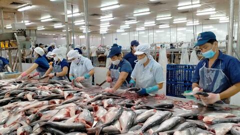 Phân lập, tuyển chọn các chủng vi sinh vật sử dụng cho xử lý bùn thải cá tra làm phân bón hữu cơ