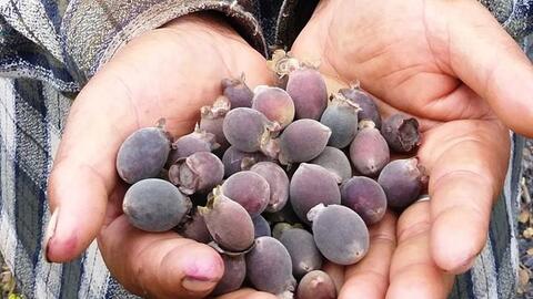 Sử dụng Saccharomyces Cerevisiae Rv002 để lên men rượu vang từ quả sim (Rhodomyrtus Tomentosa)