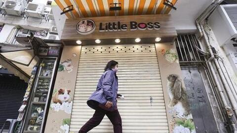 Lo sợ lây lan Covid-19, Hong Kong tiêu hủy hàng nghìn chuột hamster