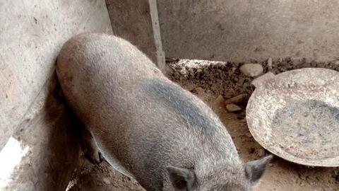 Vùng quê Nghệ An vui 'đụng' lợn Tết