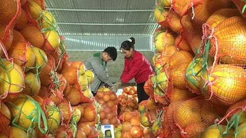 OCOP mở hướng phát triển cho nông sản Yên Bình