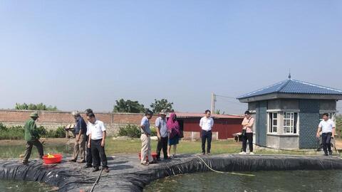 Hiệu quả từ mô hình nuôi cá rô phi ứng dụng công nghệ biofloc