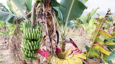 Nông dân  A Lưới đầu tư chăn nuôi, trồng trọt hữu cơ