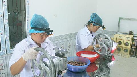 Nâng cao giá trị sản phẩm quả mắc ca