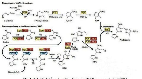 Nghiên cứu công nghệ sản xuất Prodigiosin từ vi khuẩn tái tổ hợp ứng dụng trong công nghiệp thực phẩm