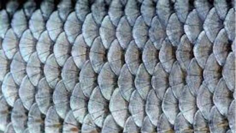 Vật liệu bền vững từ vảy cá