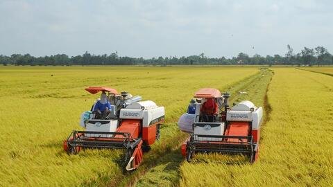 Đẩy mạnh các giải pháp đảm bảo cân đối cung cầu lúa gạo