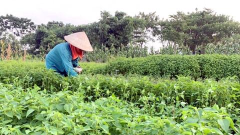 Xây dựng thương hiệu sản phẩm OCOP cho các loại rau gia vị