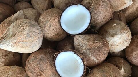 Nhập khẩu dừa chế biến tăng 11,3 lần