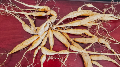 Sâm nam núi Dành – tiềm năng lớn cho thương mại dược liệu Việt