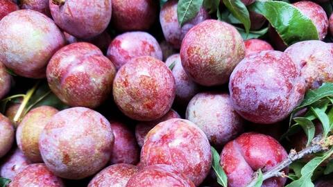 Sơn La đẩy mạnh xúc tiến tiêu thụ và chế biến sâu sản phẩm trái cây