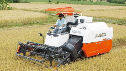 Giá lúa gạo hôm nay ngày 2/7: Lúa tươi quay đầu tăng mạnh