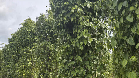 Giá tiêu hôm nay 23/7/2025: Trong nước  biến động giảm