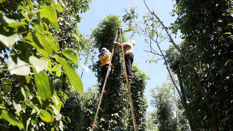 Giá tiêu hôm nay 31/7/2025: Trong nước thị trường tăng trở lại