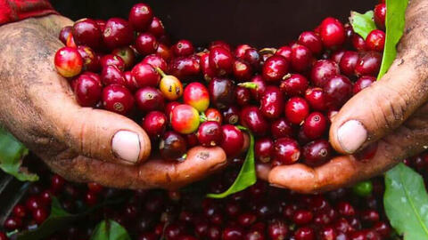 Giá cà phê Arabica giảm gần 1,8% về mức 6.468 USD/tấn