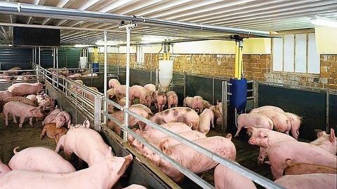 Giá heo hơi hôm nay ngày 11/8/2025: Đồng loạt tăng giá ở miền Nam