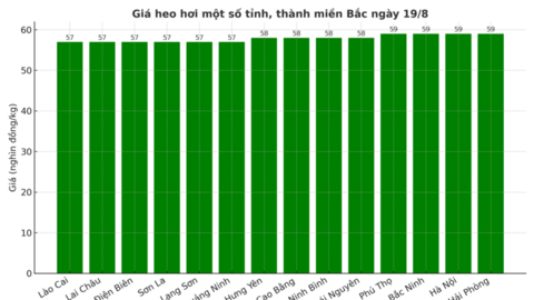 Giá heo hơi hôm nay 19/8/2025: Xuống mức 55.000 đồng/kg ở miền Trung
