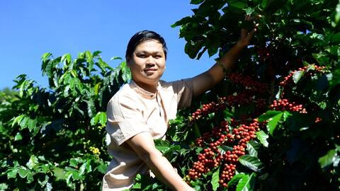 Giá cà phê hôm nay 20/8/2025: Thế giới tăng, trong nước giảm nhẹ